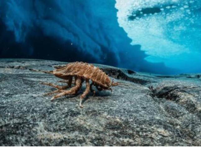 Chấn động trong giới khoa học! Loài vật bí ẩn vô tình được phát hiện dưới băng ở Nam Cực, không cần oxy để nuôi khí mê-tan?