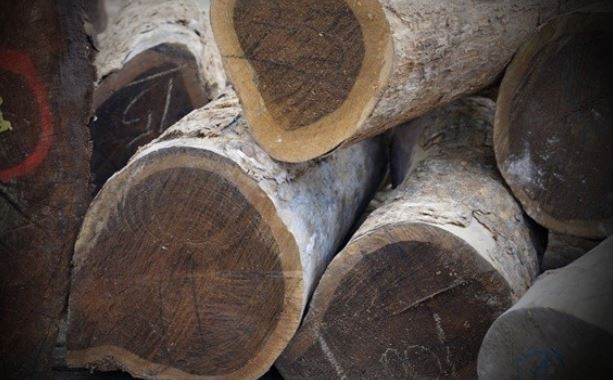 Loại gỗ quý hiếm đang đứng trước nguy cơ tuyệt chủng: Có thể đổi màu, đắt và cứng nhất thế giới