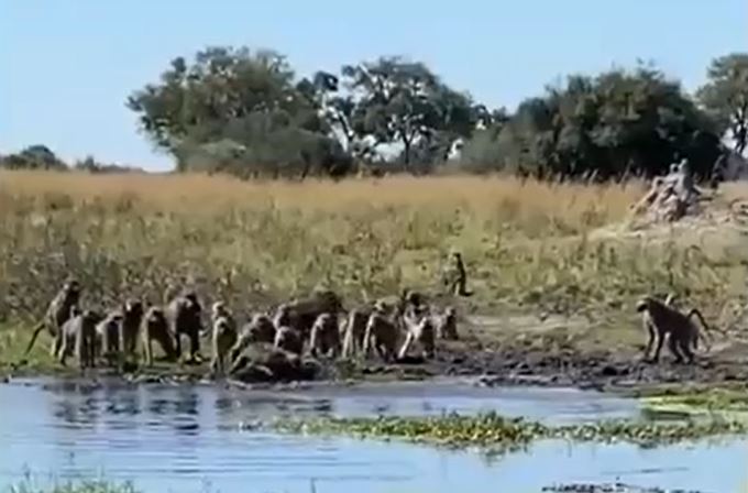 CLIP: Đàn khỉ đầu chó hợp sức tấn công cá sấu để giải cứu đồng loại và cái kết ít ai ngờ tới