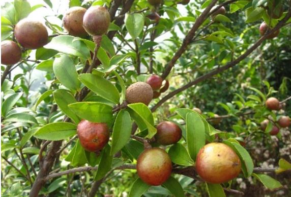 Loại quả từng bị ‘bỏ quên’ trong rừng nhiều năm, nay là nguyên liệu chính làm ra ‘vàng lỏng’ Bình Liêu