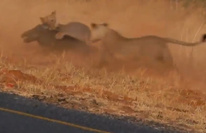 CLIP: Sư tử phục kích, đoạt mạng lợn rừng trong 'chớp mắt'