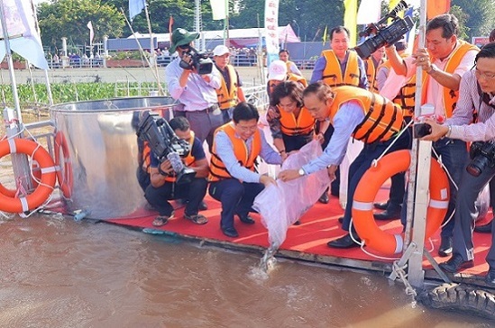 Đồng Tháp thả hơn 200.000 con cá xuống sông Tiền