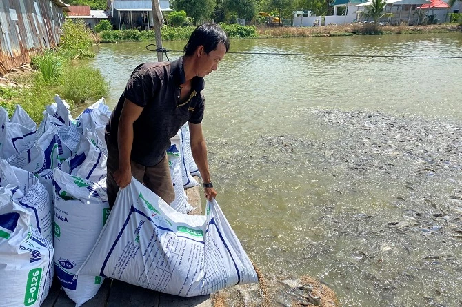 Đứng trước thách thức này, một số doanh nghiệp sản xuất giống cá tra đã đầu tư cơ sở vật chất theo hướng công nghệ cao. 