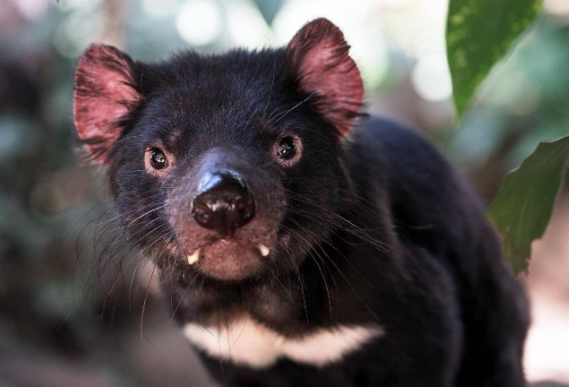 Kẻ săn mồi đỉnh cao: Bí mật đằng sau những thợ săn 'quyền lực' nhất thế giới tự nhiên