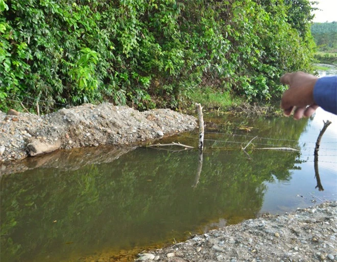 Hai-nguoi-nong-dan-di-bat-oc-vo-tinh-dao-duoc-cay-go-quy-hiem-hang-dau-viet-nam-dai-15m-co-tuoi-doi-khoang-100-nam