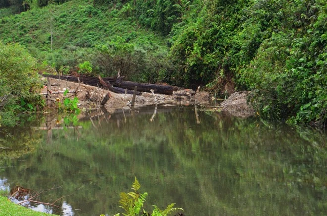 Hai-nguoi-nong-dan-di-bat-oc-vo-tinh-dao-duoc-cay-go-quy-hiem-hang-dau-viet-nam-dai-15m-co-tuoi-doi-khoang-100-nam