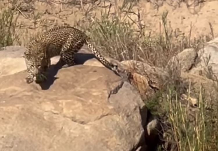 CLIP: Đang chuẩn bị săn mồi, báo hoa mai vội vã co giò bỏ chạy khi phát hiện con vật này xuất hiện