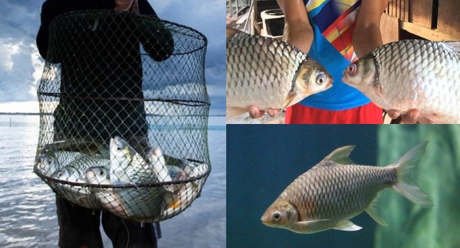 Loài cá của Việt Nam suýt tuyệt chủng bỗng hồi sinh kỳ diệu, nay là đặc sản nổi tiếng siêu hút khách