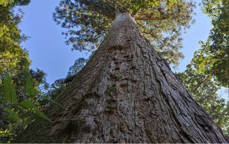 Cây gỗ quý hiếm 1.500 tuổi - di sản của Việt Nam: ‘Thần mộc’ cao 70m, được bảo vệ vô cùng nghiêm ngặt