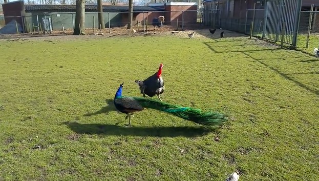 CLIP: Cuộc đối đầu kịch liệt giữa gà tây và công