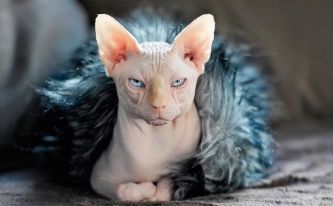 Tiết lộ giống mèo "siêu đắt đỏ" có tuổi thọ ngắn nhất thế giới