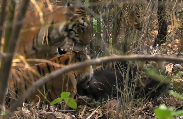 CLIP: Gấu gặp kết cục bi thảm dưới nanh vuốt "chúa sơn lâm"