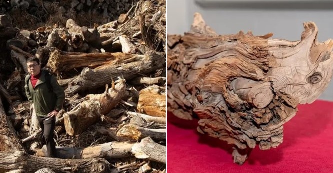 Bí mật về khúc gỗ quý 3.775 năm tuổi được chôn vùi dưới đất, giá trị không thể đong đếm