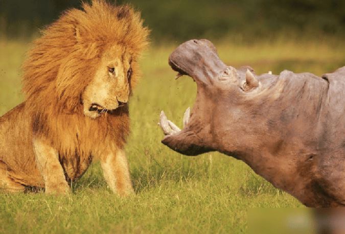 'Cỗ xe thịt' - Kẻ bảo vệ không ngờ của hệ sinh thái châu Phi