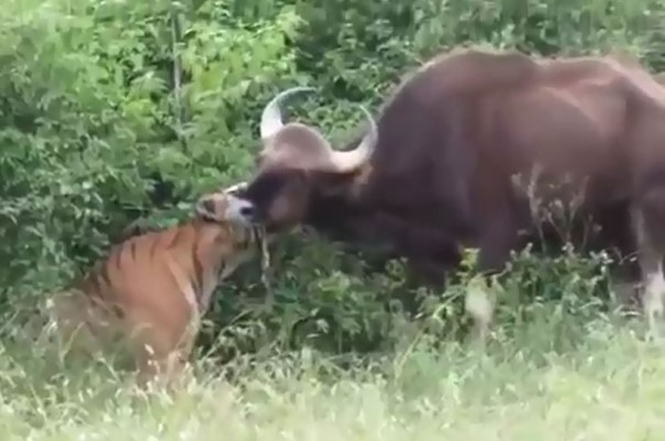 CLIP: Hổ Sumatra săn bò tót với "tốc độ chớp nhoáng" khiến con mồi không kịp phản kháng