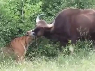 CLIP: Hổ Sumatra săn bò tót với "tốc độ chớp nhoáng" khiến con mồi không kịp phản kháng
