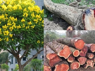 Loài gỗ quý hiếm mất 800 năm mới trưởng thành, từng được đại gia Việt trả giá 25 tỷ đồng/cây