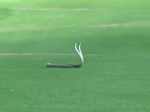 CLIP: 2 con rắn Mamba đực quyết chiến để giành bạn tình trên sân golf