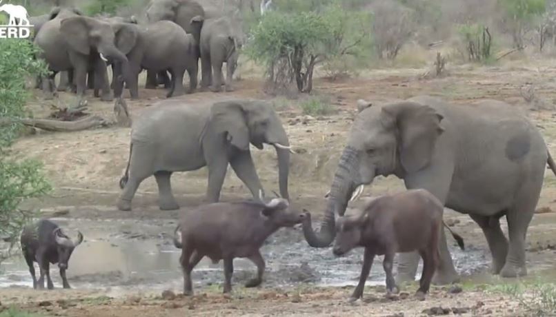 CLIP: Khi voi khổng lồ "ngạo nghễ" thách thức đàn trâu rừng châu Phi