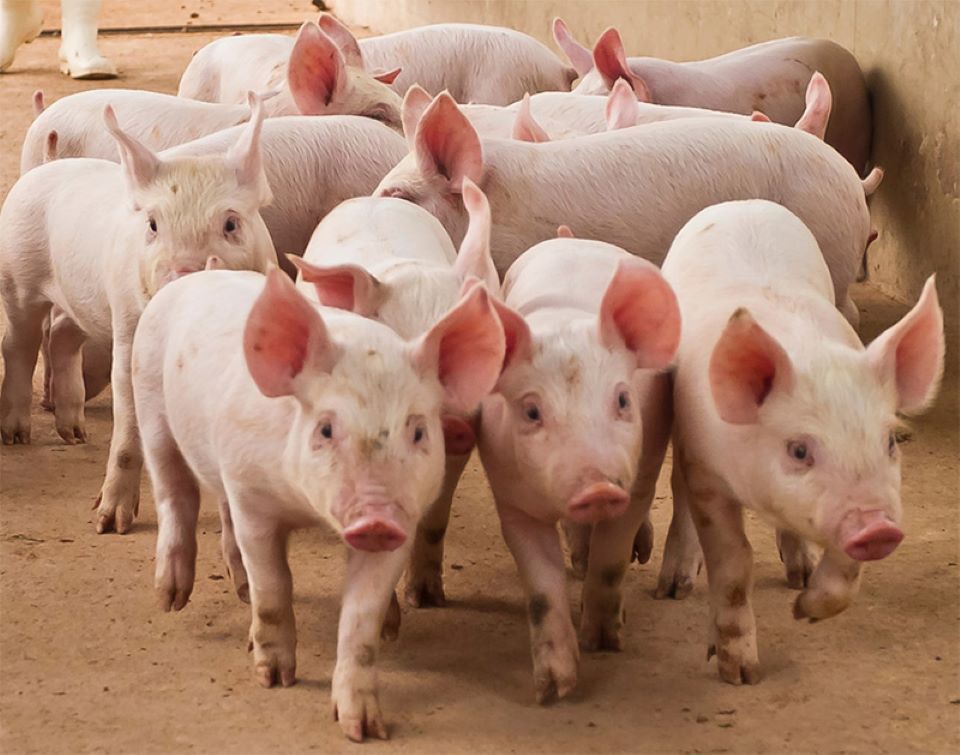 Giá heo hơi ngày 12/10/2024: Miền Bắc tiếp tục giảm nhẹ