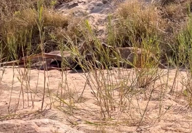 CLIP: Mắc sai lầm không thể tha thứ, linh dương vằn Kudu bỏ mạng dưới nanh vuốt của sư tử