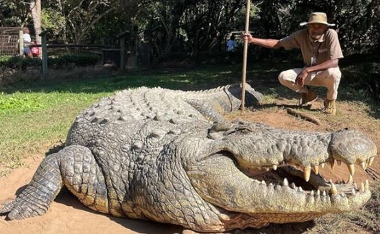 Tiết lộ về con cá sấu già nhất thế giới từng săn cả trẻ em, là cha của hơn 10.000 con cá sấu con