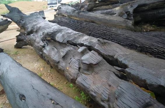 Nhóm công nhân đào được cây gỗ quý 3.000 năm tuổi: Mệnh danh ‘Đông phương thần mộc’, giá trên 300 tỷ