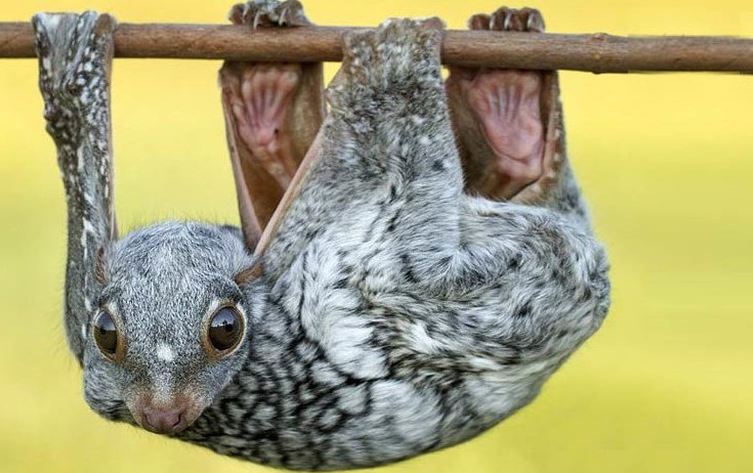 Khỉ bay: Sinh vật bí ẩn trong rừng nhiệt đới, giống khỉ nhưng không phải khỉ, có thể bay mà không có cánh