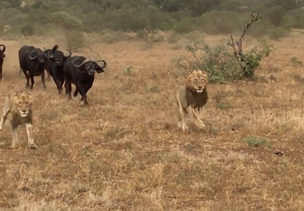 CLIP: Sư tử “chạy tháo thân” khi bị trâu rừng phản công dữ dội