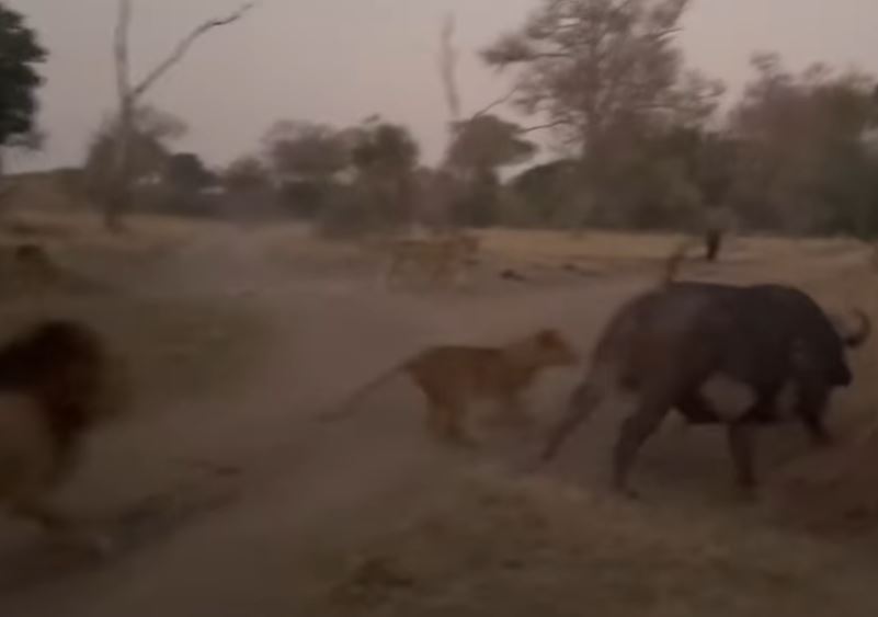 CLIP: Trâu rừng một mình chiến đấu với 20 con sư tử và cái kết khó tin