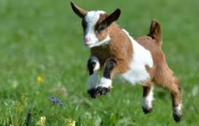 Tử vi tuần mới (14/10 - 20/10): 3 con giáp tài lộc thịnh vượng, thăng tiến vượt bậc, tình duyên thêm phần ngọt ngào