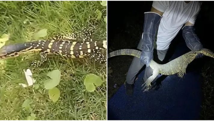 'Rồng vàng 5 móng' xuất hiện ở Trung Quốc, nước bọt cực độc, có thể sống tới 150 năm