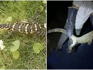 'Rồng vàng 5 móng' xuất hiện ở Trung Quốc, nước bọt cực độc, có thể sống tới 150 năm
