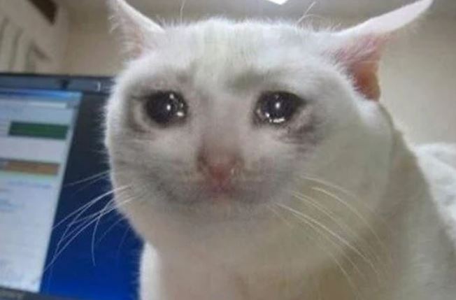 Nghiên cứu mới cho thấy mèo cũng xót thương những người bạn quá cố, ngay cả khi đó là chó