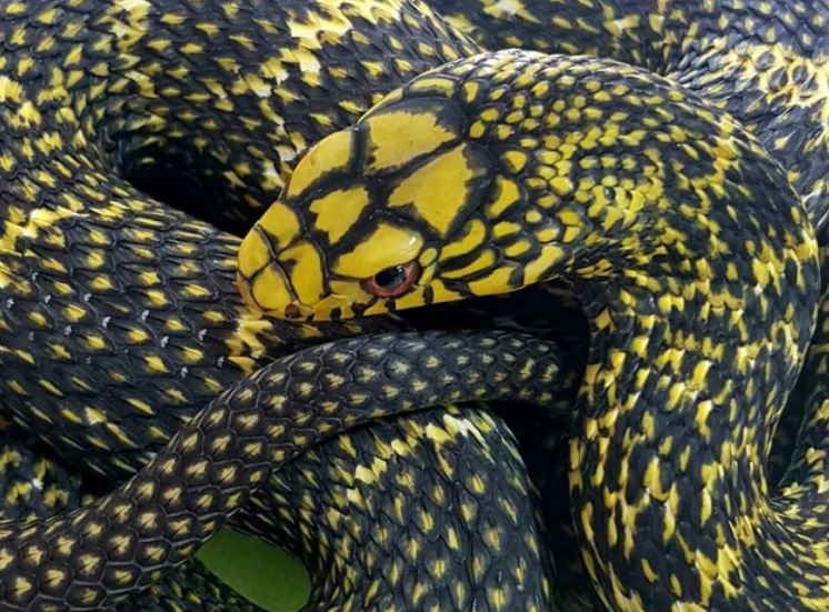 Loài rắn không độc nhưng vẫn được mệnh danh là 'Vua rắn': Hổ mang, cạp nong cứ gặp là tránh xa