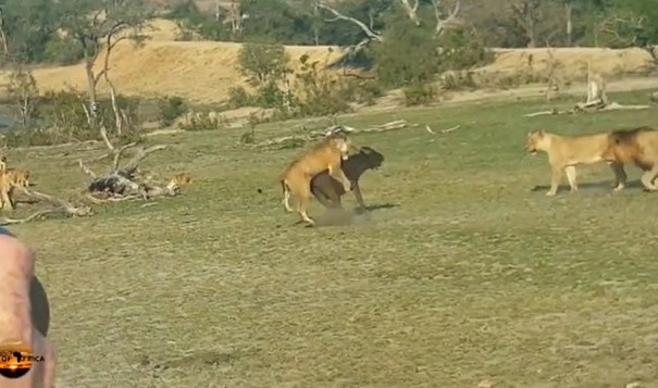 CLIP: Sư tử biến trâu rừng thành "vật thí nghiệm" cho con non học săn mồi