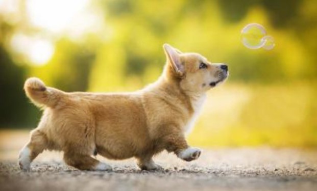 Tử vi ngày 14/10/2024 của 12 con giáp: Tuổi Tuất sẽ có một ngày đầy hứa hẹn