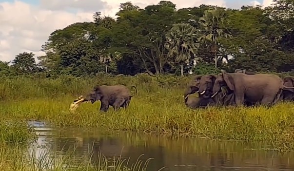 CLIP: Pha tấn công đầy táo bạo của cá sấu khi săn voi