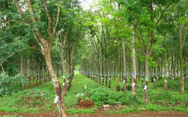 Báo lãi cao nhất 11 năm, Cao su Tây Ninh giải trình thế nào?