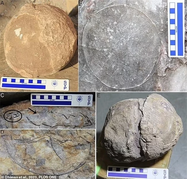 66701845-13945157-Fossilised_eggs_belonging_to_sauropods_pictured_were_laid_in_nes-a-124_1728570828839_11zon