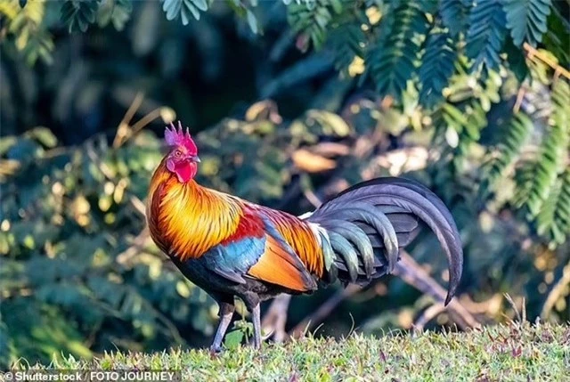 90689027-13945157-Domesticated_chickens_were_bred_from_wild_red_jungle_fowl_which_-a-123_1728570828838_11zon