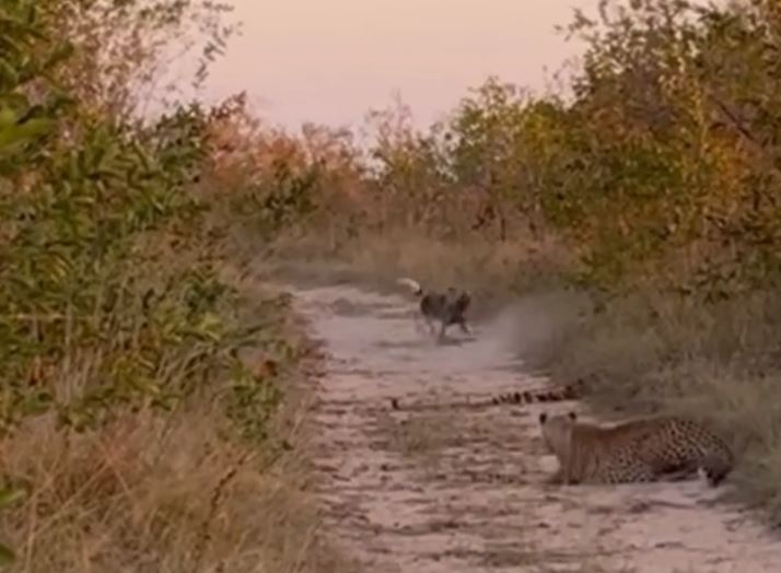 CLIP: Đang rình săn linh dương, báo hoa mai co giò bỏ chạy khi trông thấy chó hoang châu Phi