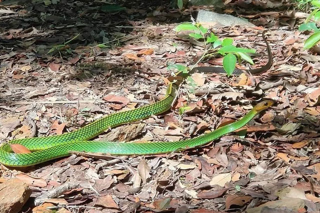 Loài rắn chỉ có tại Việt Nam: Sống ở độ cao hơn 1.000 mét, dài 3,8 mét