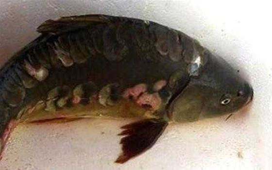 Những ‘quái vật’ gây chấn động vì xuất hiện ở Việt Nam: Số 1 gây ám ảnh, số 3 bí ẩn chưa có lời giải