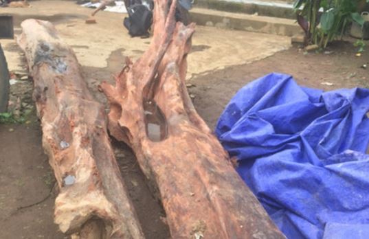 Người đàn ông từng đào được cây gỗ quý bậc nhất Việt Nam: Được ngã giá 350 triệu lúc đó, thức trắng đêm để bảo vệ