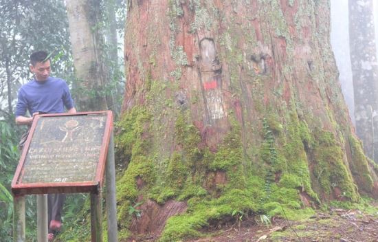 ‘Thần mộc’ 1.500 tuổi - cây di sản của Việt Nam: Cao 70m, được lực lượng chức năng bảo vệ nghiêm ngặt