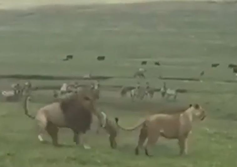 CLIP: Chó nhà 'đại chiến' với 2 con sư tử và cái kết khiến người xem 'sốc ngang'