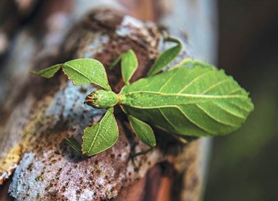 Loài côn trùng hình thù kỳ lạ nhất Việt Nam: Có trong Sách đỏ, sở hữu biệt tài ‘ẩn thân chi thuật’