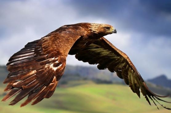 Loài chim có kích thước khủng nhất loài người biết đến: Lớn hơn cả máy bay, sống gần 100 năm