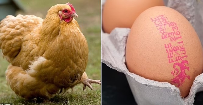 Sau hàng nghìn năm, sự thật con gà có trước hay quả trứng có trước cũng được giải đáp